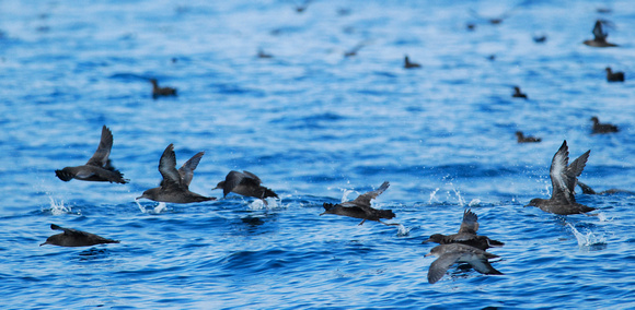 Shearwater flock, mostly sooties, one Pink-footed