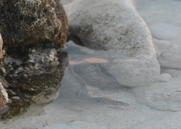 moray eel eats rock crab