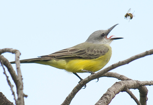 Tropical Kingbird eating YellowJacket