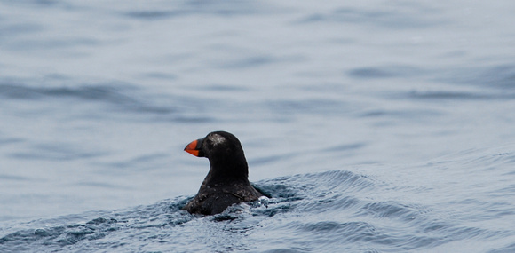 Tufted Puffin- immature