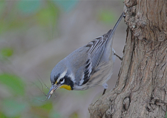 Yellow-throated Warbler with daddy long-legs