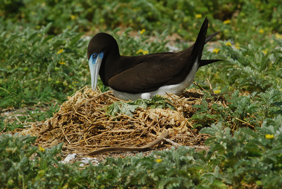 Brown booby on  nest