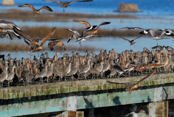 Marbled Godwits and Willets in flight, willets at rest.