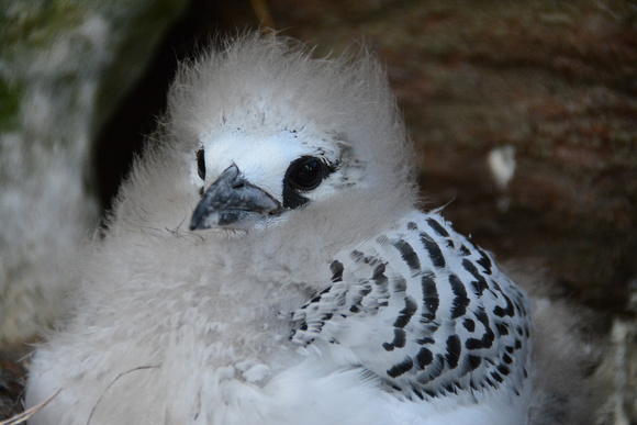 red-tailed tropicbird - chick