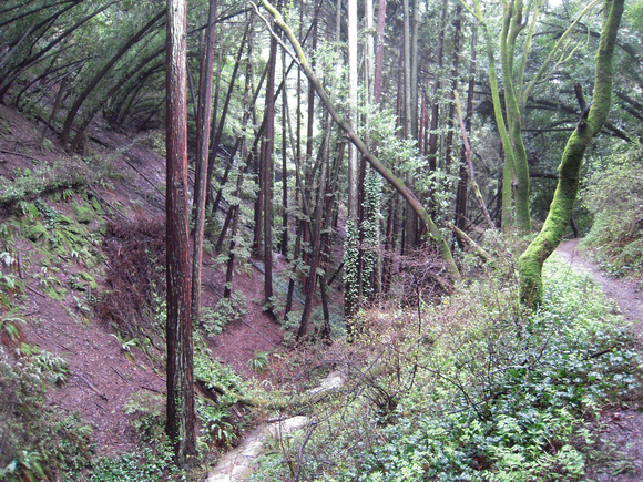Palo Seco trail in upper watershed