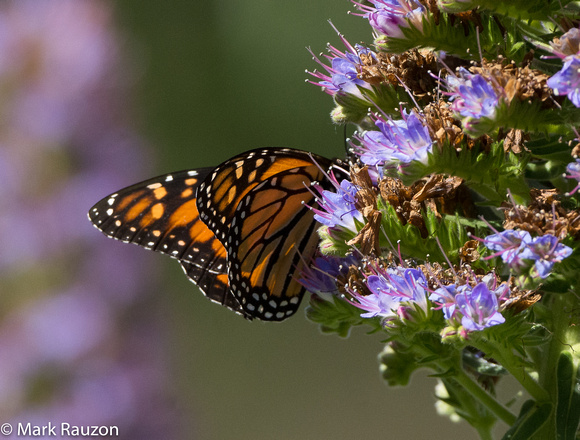 Monarch on Pride of Maderna