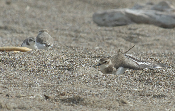 Lesser Sand-Plover & Snowy Plover