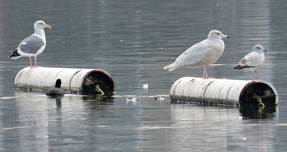 Western, Glaucous, and Mew Gulls (both 1st cycle birds)