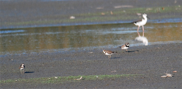 Common Ringed plover (Charadris hiaticula) with Semipalmed Plover