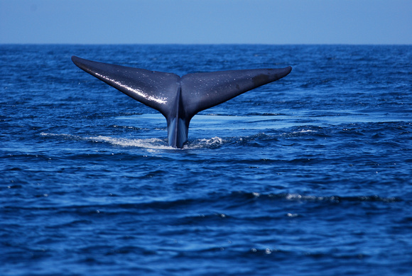 blue whale about to fluke #4- my favorite