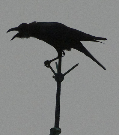 large-billed crow