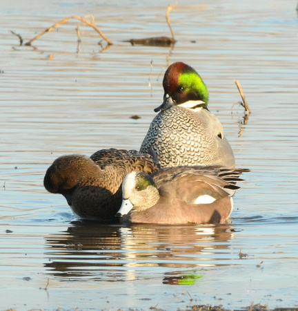 Falcated duck courting wigeons