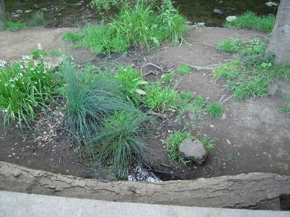 Small feeder stream will erode without tree roots.