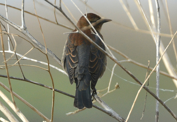 Rusty Blackbird dorsal view