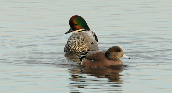 Falcated Duck (Anas falcata) with wigeons @
