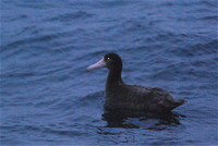 Short-tailed Albatross- immature