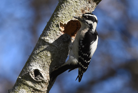 Downy Woodpecker at nest hole