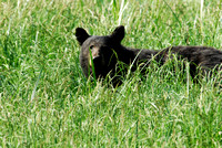Black bear in Meadow, Sequoia NP