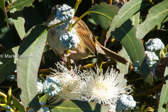 Swamp Sparrow in Eucalyptus