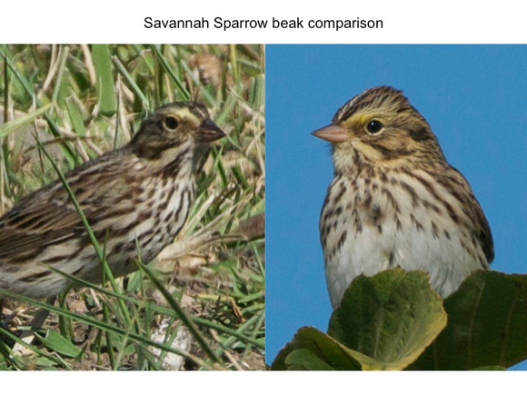 Beak comparison of Savannah Sparrows (salt marsh vs.inland subsp.)