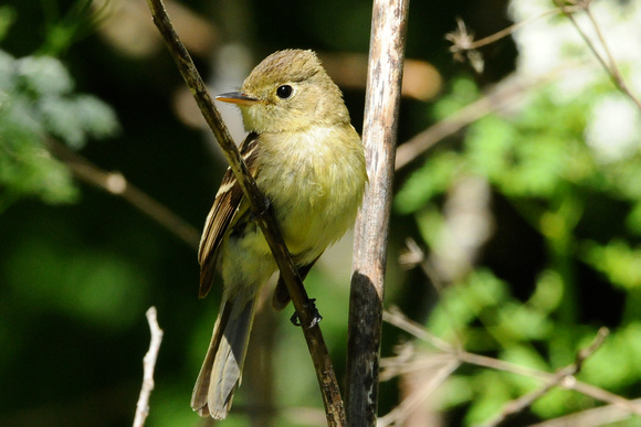 pacific slope flycatcher