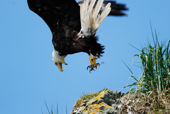 bald eagle, Unalaska I.
