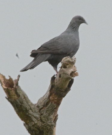 Black Pigeon- endemic, endangered