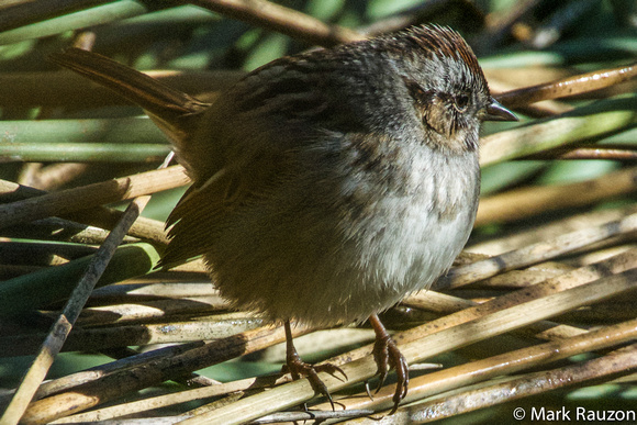 Swamp Sparrow- returning individual