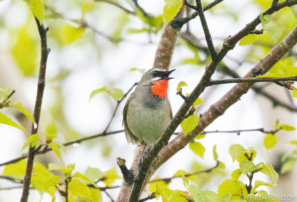 Siberian Rubythroat