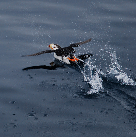 horned puffin, belly flopping
