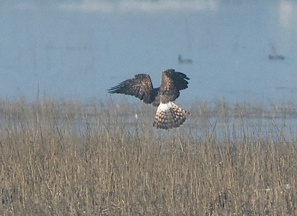 Northern Harrier diving into marsh