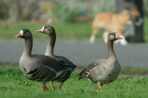 White-fronted Geese & dog