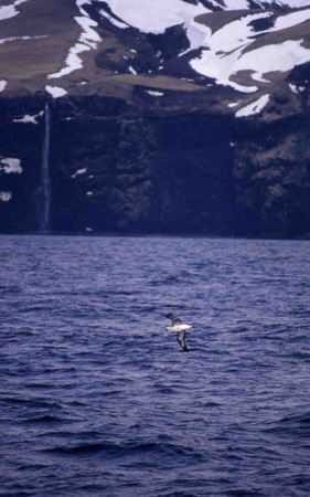 Laysan Albatross in Aleutian Islands, AK