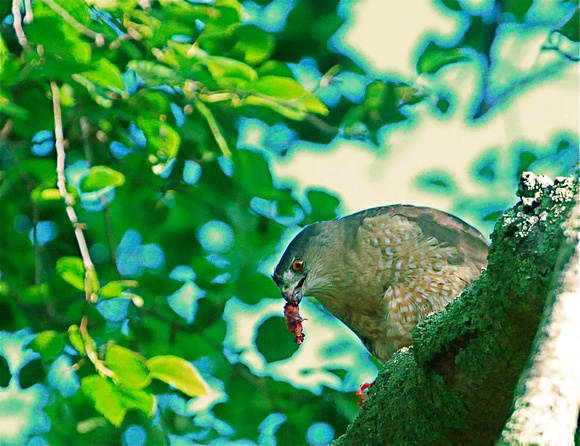Cooper's Hawk eating bird