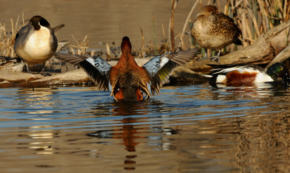Cinnamon Teal bathing with pintail and shoveler