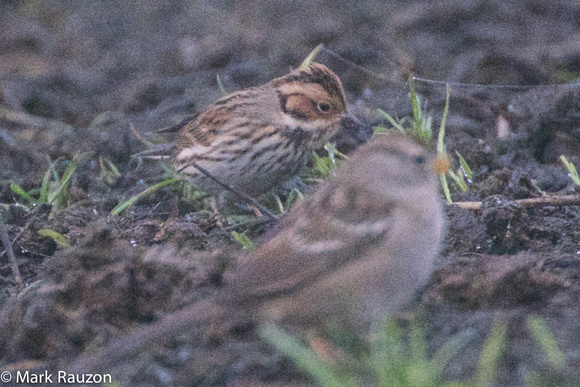 White-crowned Sparrow and Little Bunting (Emberiza pusilla)