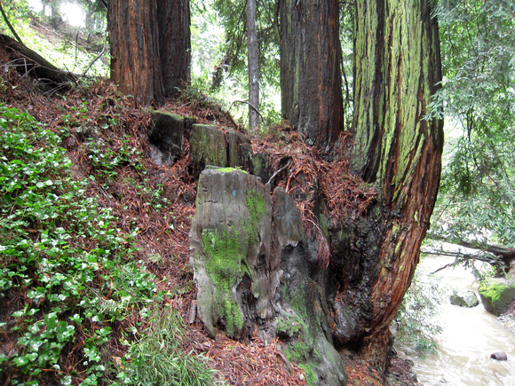 Ancient redwood at monterey trail head