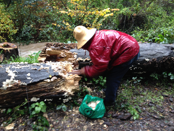 Chinese man harvesting oyster mushrooms