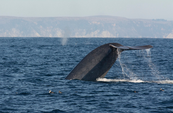 Blue Whales w/ Bodega Head