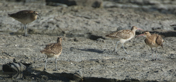 four curlews