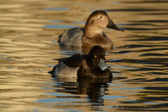 Canvasback-female and Tufted Duck-male