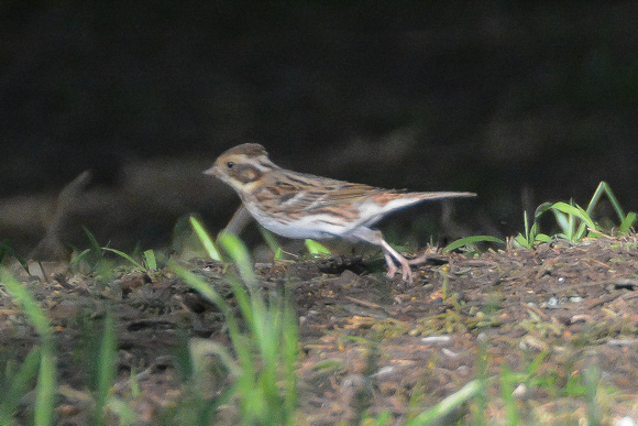 Rustic Bunting, exit stage left