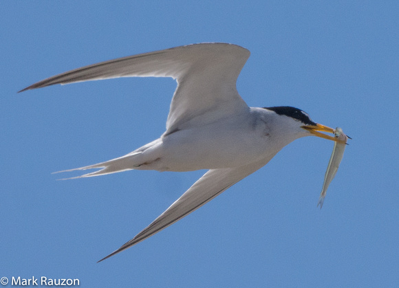 Leastt Tern w/ prey