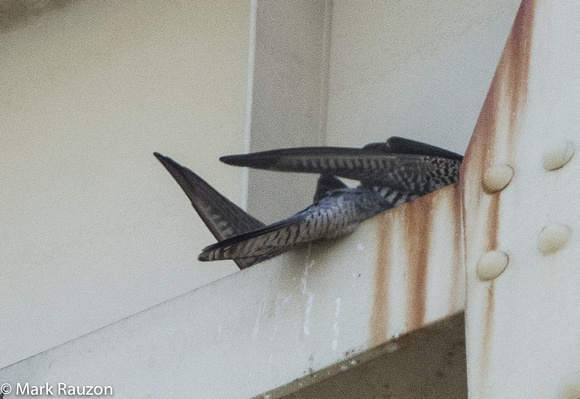 Peregrine Falcons mating at Fruitvale Bridge