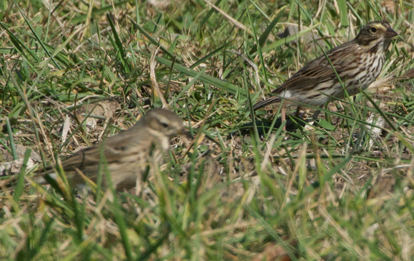 Pipit and savannah sparrow - large size comparison