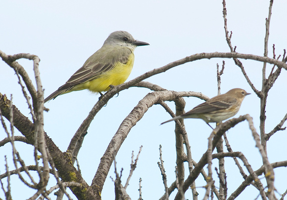 Tropical Kingbird and Yellow-rumped Warbler
