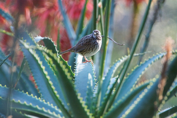 Song Sparrow in the agaves