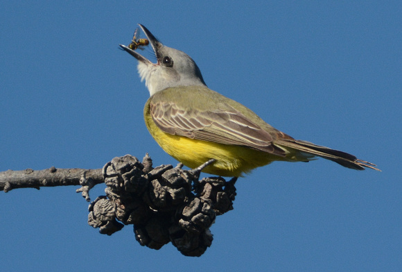 Tropical Kingbird eating yellow jacket