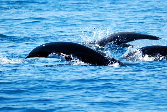 Right Whale dolphins