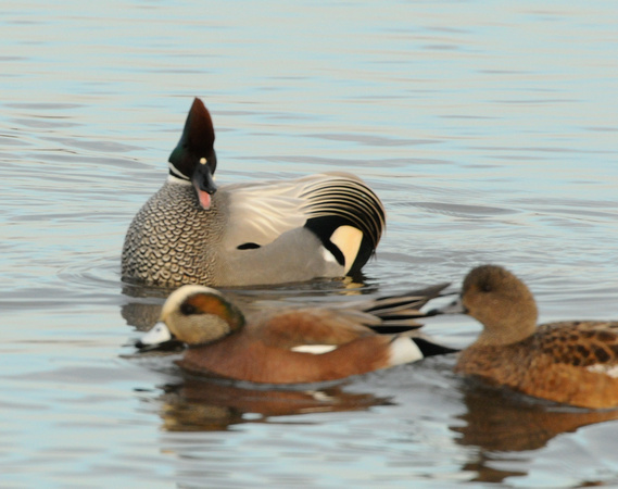 Falcated Duck (Anas falcata) with wigeons